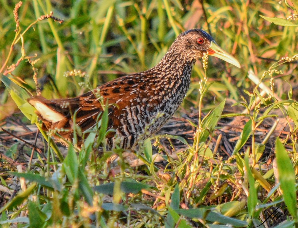 Spotted Rail - ML439644651