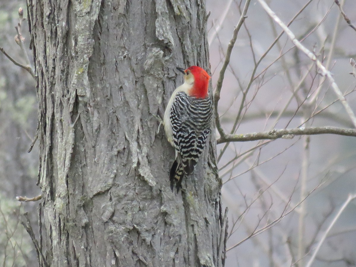 Red-bellied Woodpecker - ML439645361