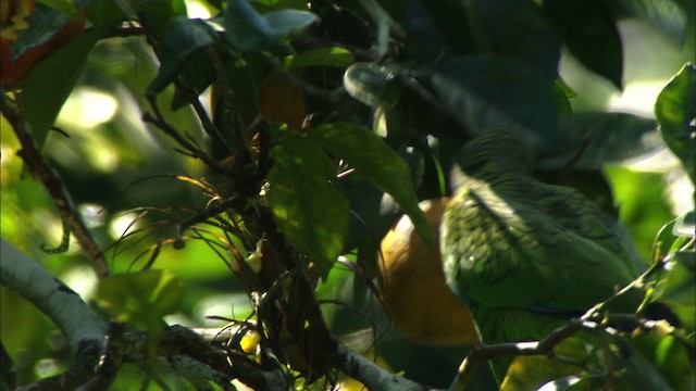 Cuban Parrot (Cuban) - ML439647