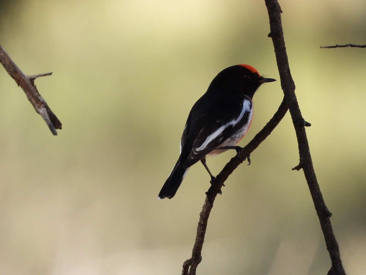 Red-capped Robin - ML439650351