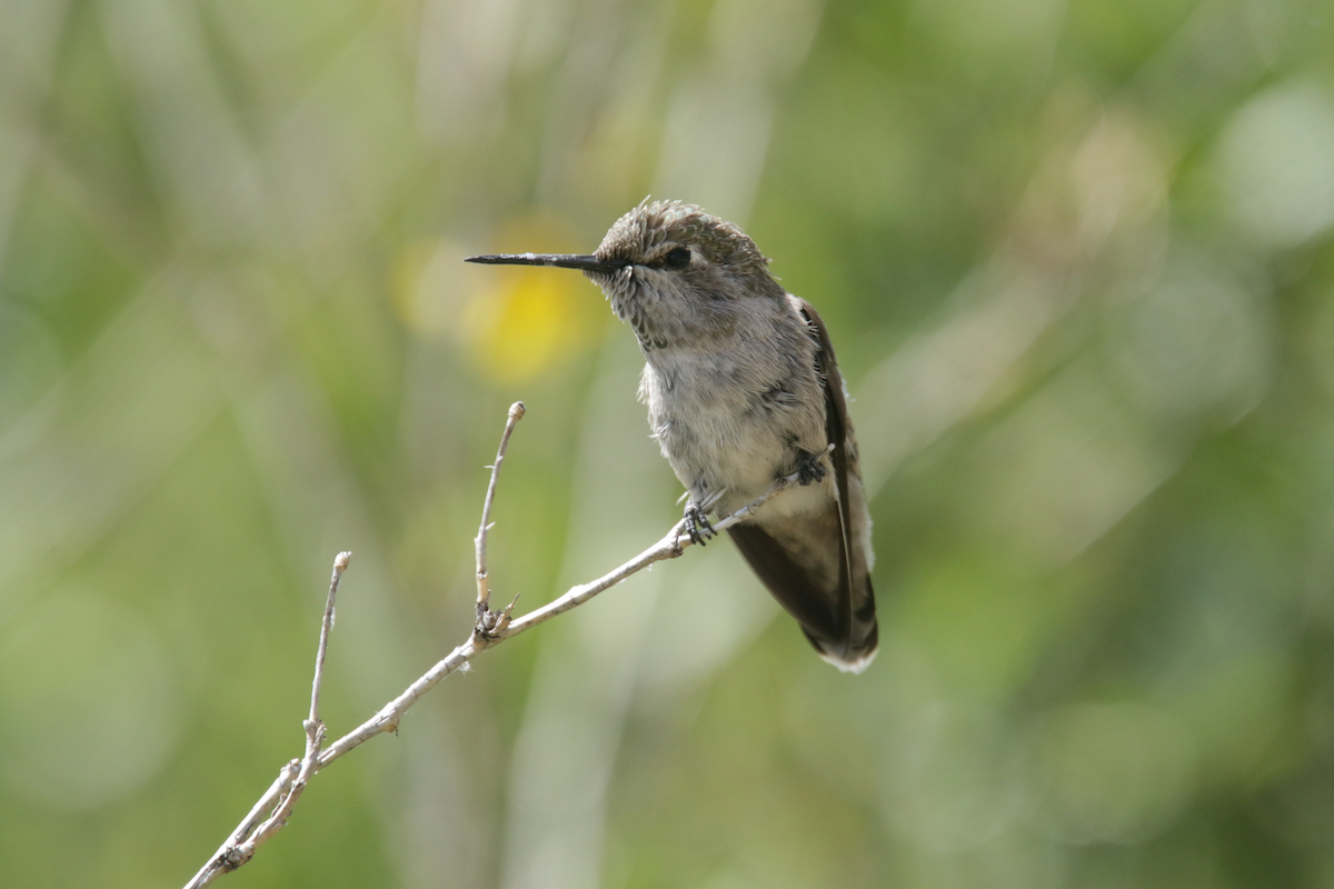 Anna's Hummingbird - ML439651361