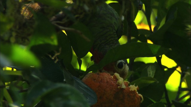 Cuban Parrot (Cuban) - ML439652