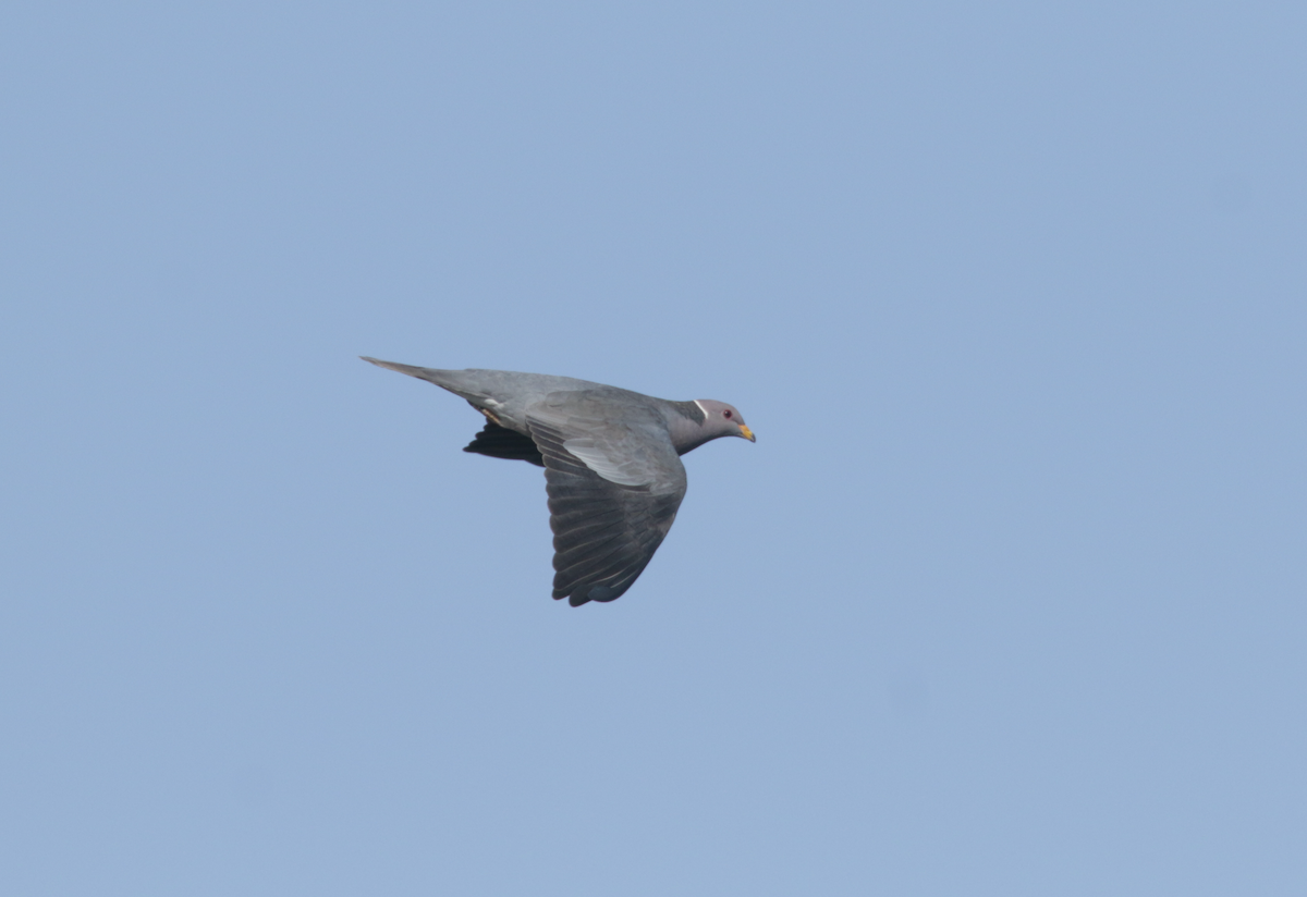Band-tailed Pigeon - ML439653711