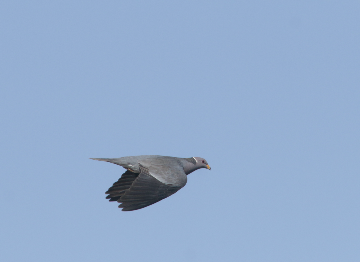 Band-tailed Pigeon - Ryan Terrill