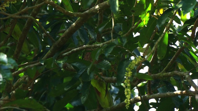 Küba Amazonu (leucocephala) - ML439654