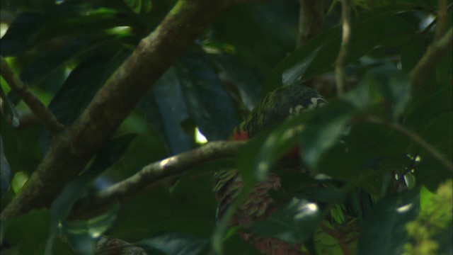 Küba Amazonu (leucocephala) - ML439656
