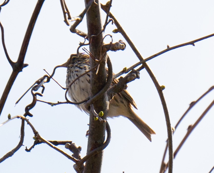 Savannah Sparrow - ML439657181