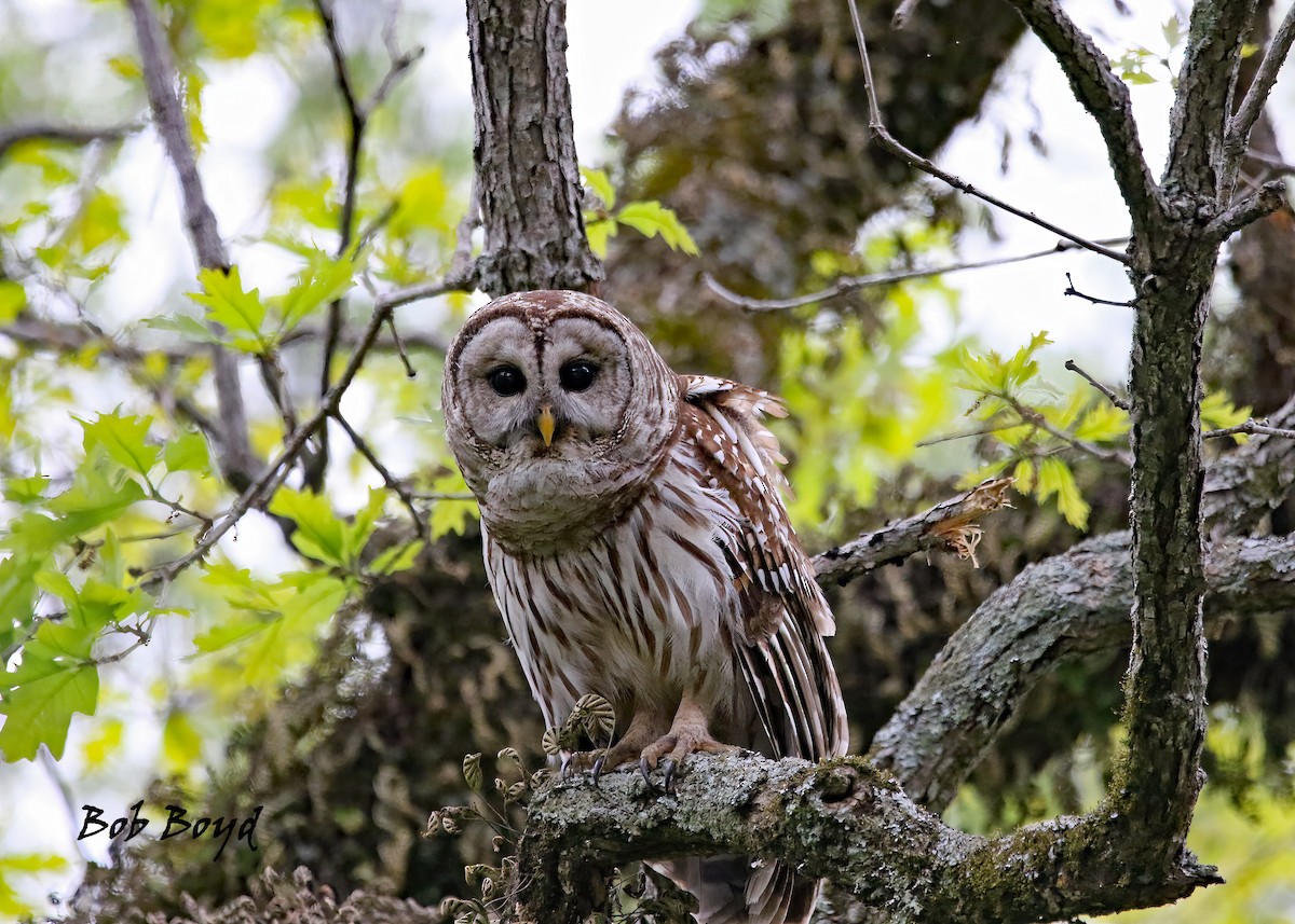 Barred Owl - Robert Boyd