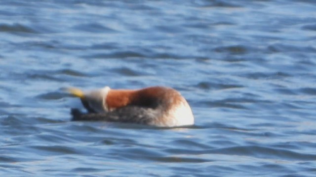 Red-necked Grebe - ML439663661