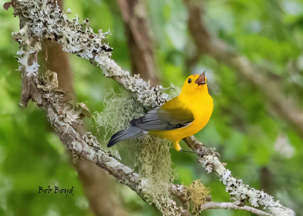 Prothonotary Warbler - ML439665261