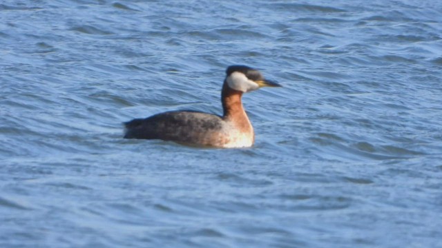 Red-necked Grebe - ML439666761