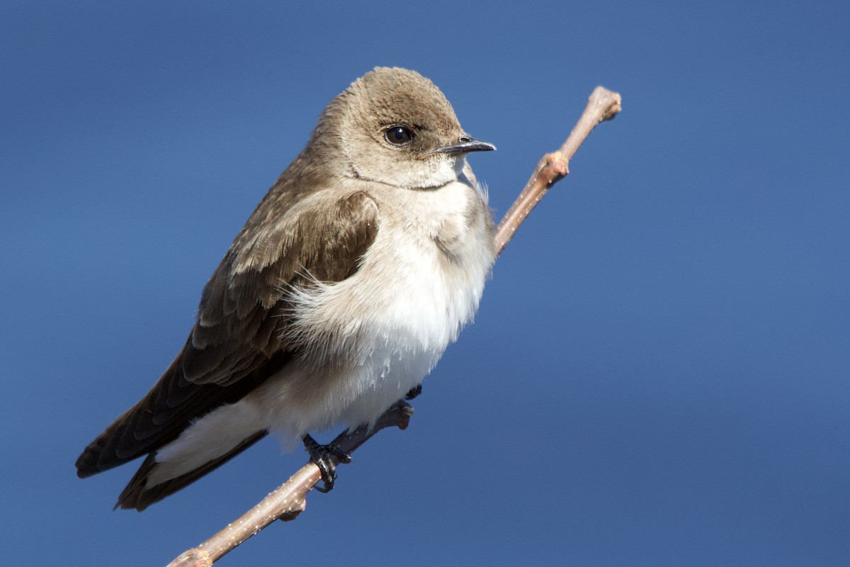 Northern Rough-winged Swallow - John Shamgochian