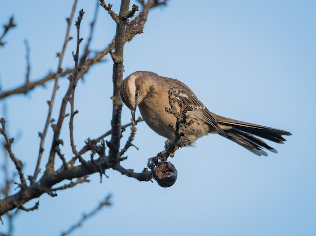 Bird feeding on <em>Prunus domestica </em>fruits. - Chilean Mockingbird - 