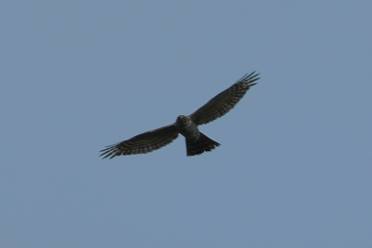 Eurasian Sparrowhawk - ML439677891