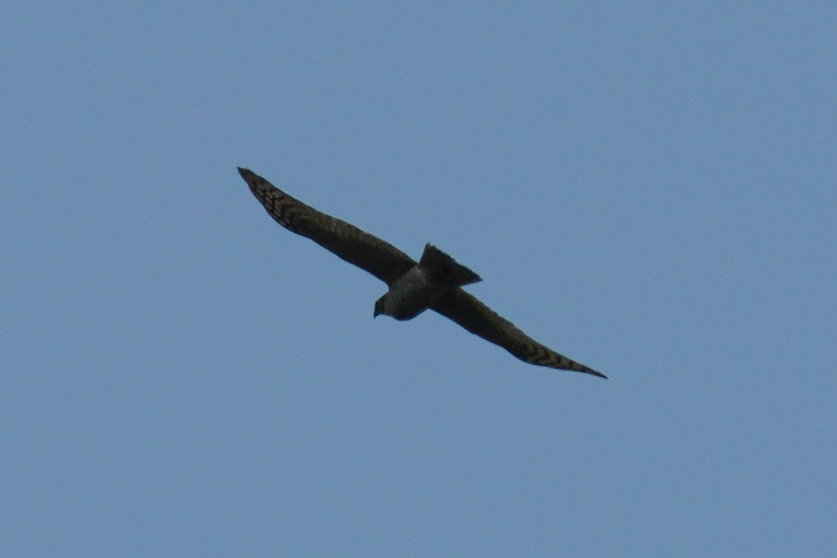 Eurasian Sparrowhawk - ML439678141