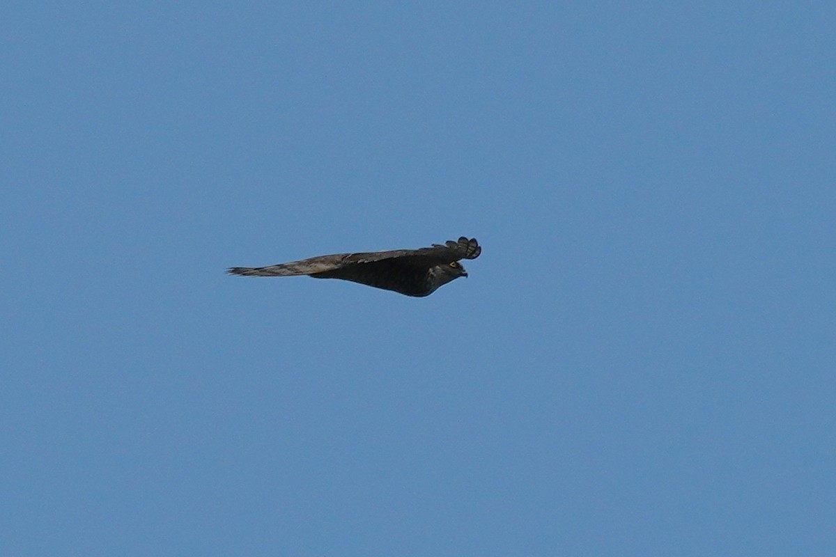 Eurasian Sparrowhawk - ML439678191
