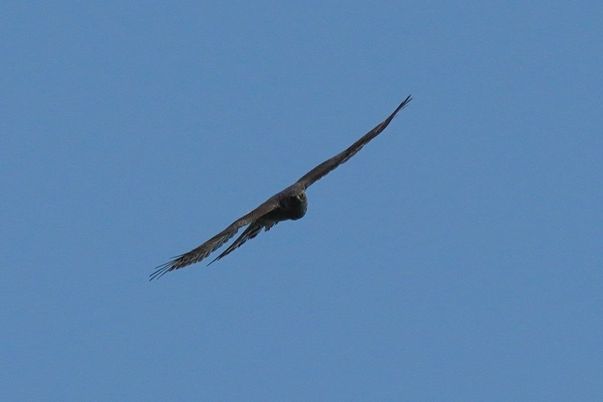 Eurasian Sparrowhawk - ML439678251