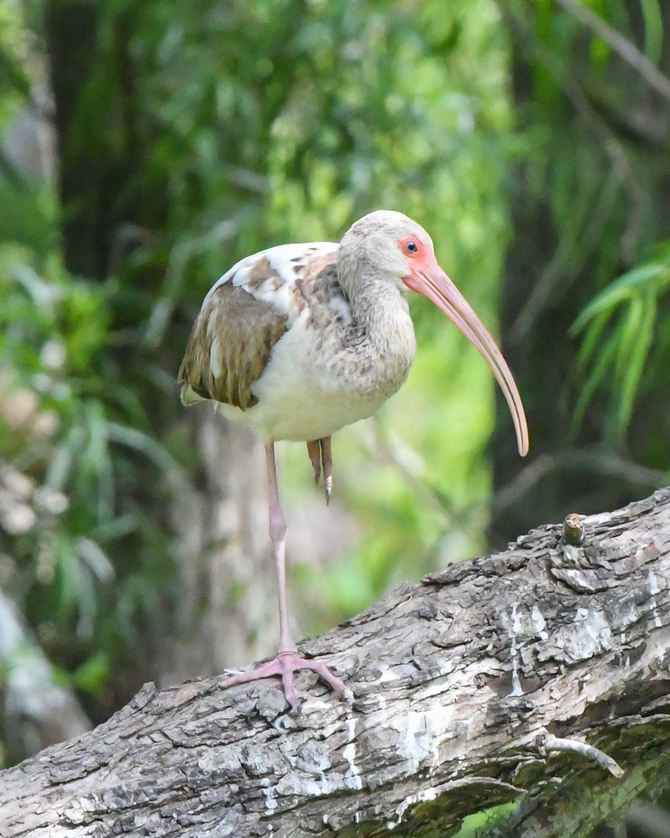 White Ibis - Alfred Bowles
