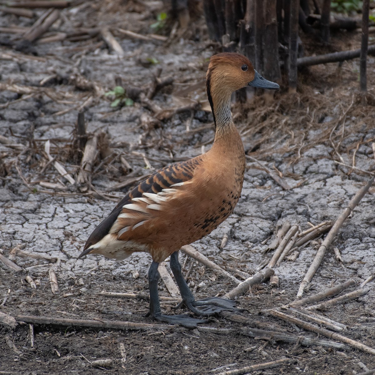 Fulvous Whistling-Duck - ML439686321