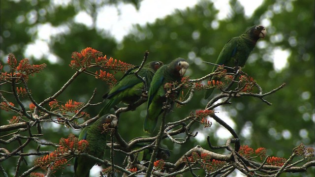 Küba Amazonu (leucocephala) - ML439693