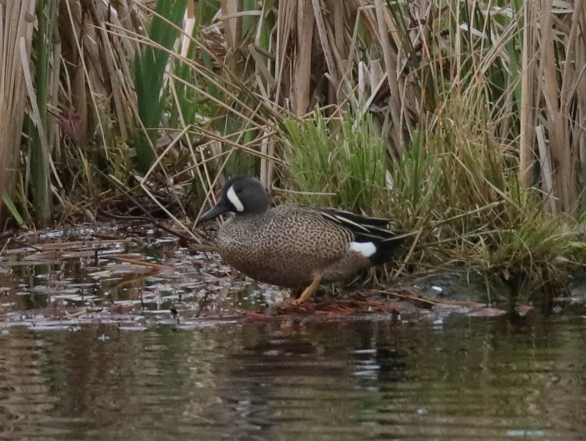 Blue-winged Teal - ML439699721