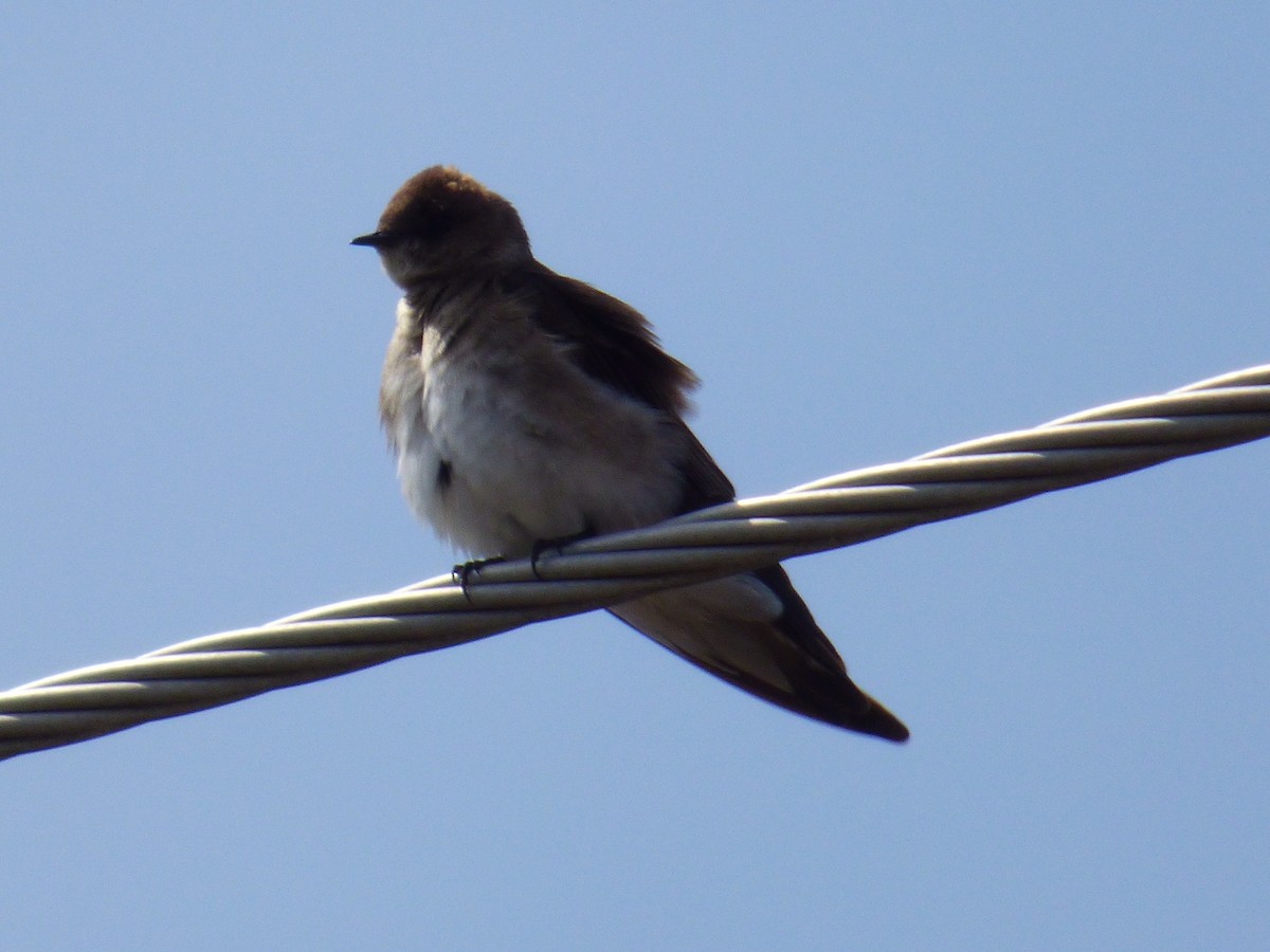 Northern Rough-winged Swallow - ML439699811