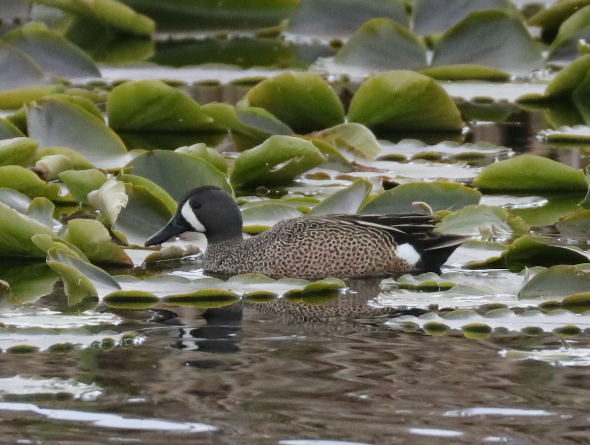Blue-winged Teal - ML439699921