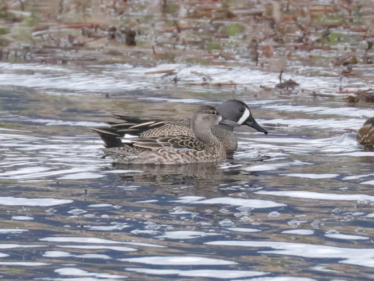 Blue-winged Teal - ML439700291