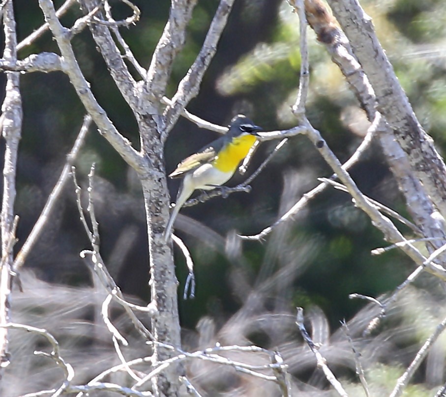 Yellow-breasted Chat - Michael Hawk