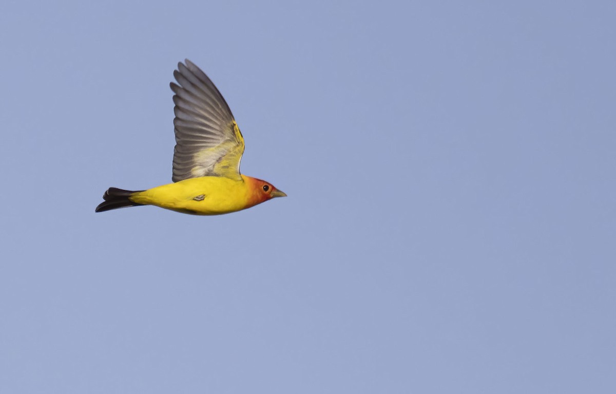 Western Tanager - ML439708261