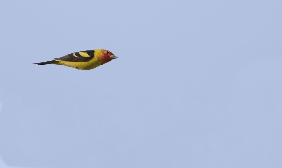 Western Tanager - ML439708281