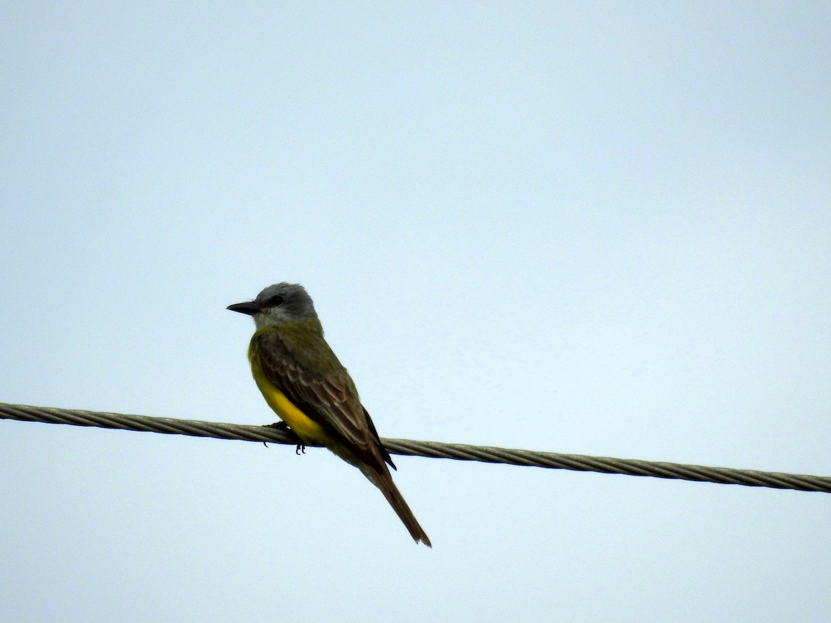 Couch's Kingbird - Keith Brink
