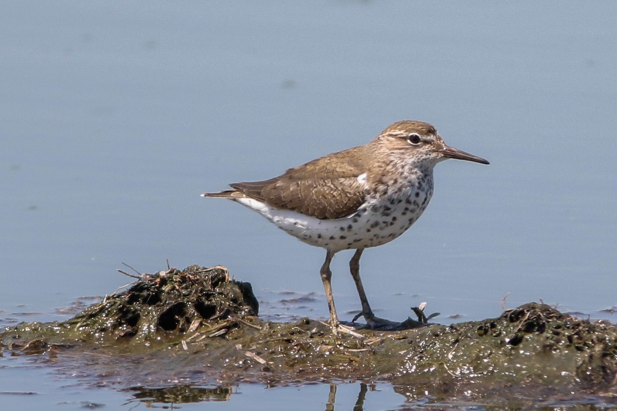 Spotted Sandpiper - Byron Stone