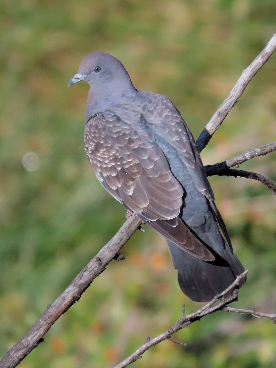 Spot-winged Pigeon - ML439717701