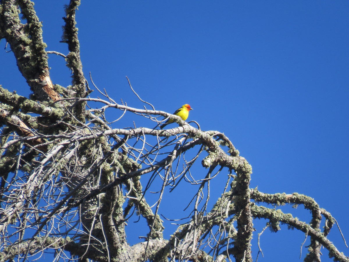 Western Tanager - ML439718041