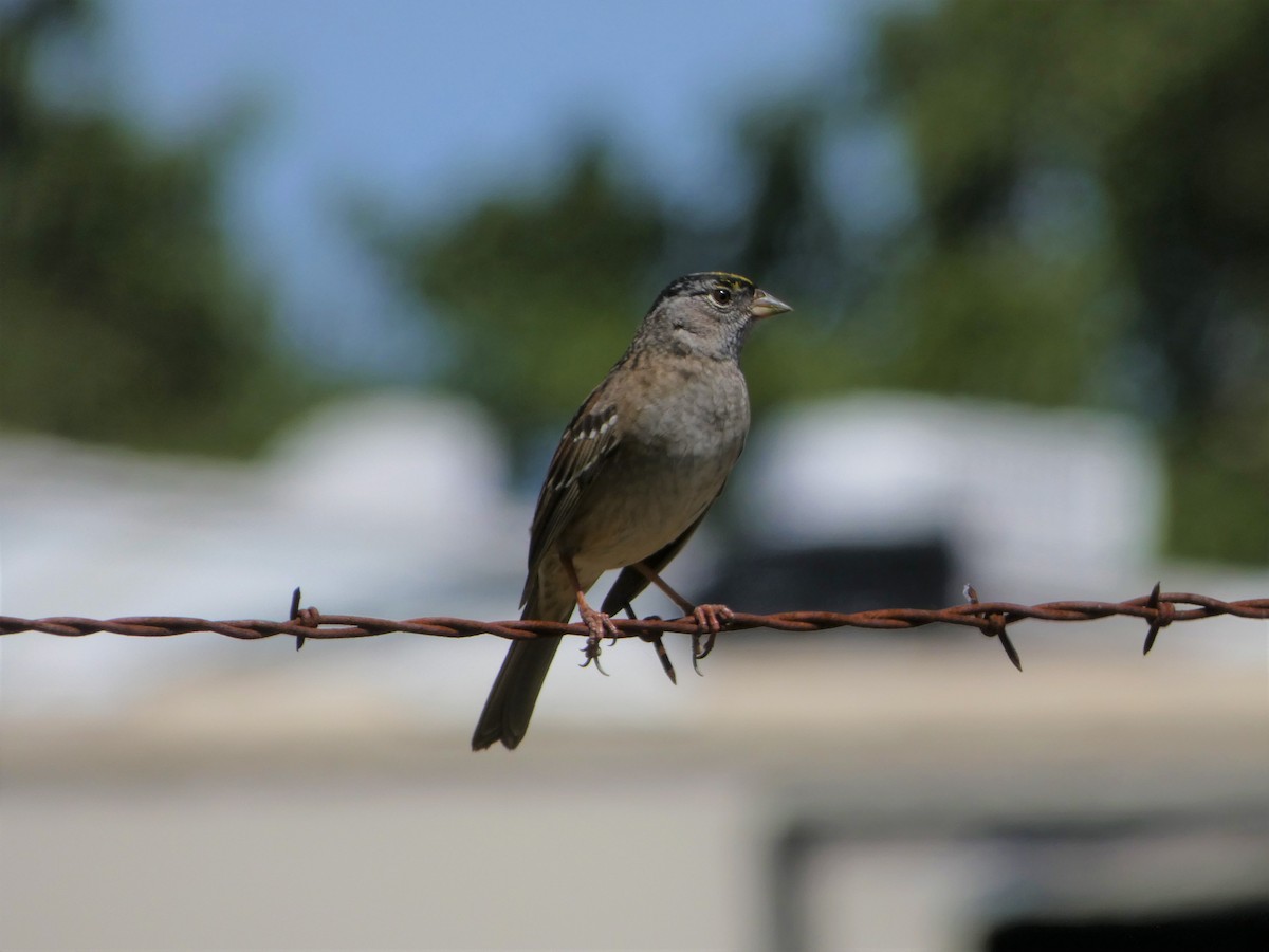 Golden-crowned Sparrow - ML439720431