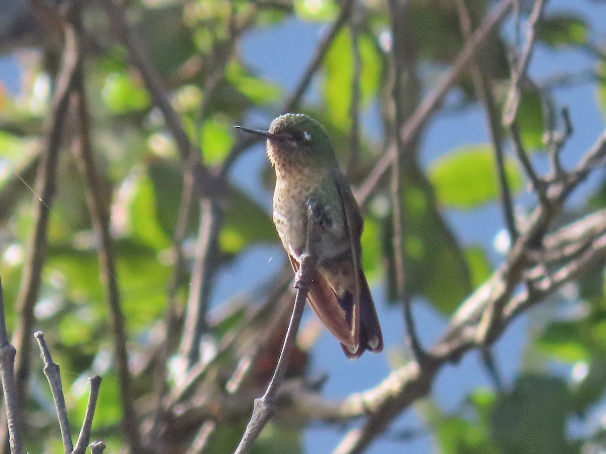 kolibřík šupinkatý - ML439721131