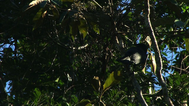Cuban Crow - ML439727