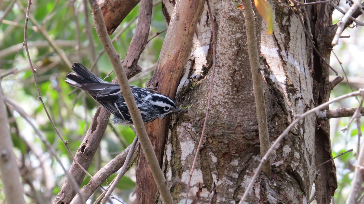 Black-and-white Warbler - ML43972971