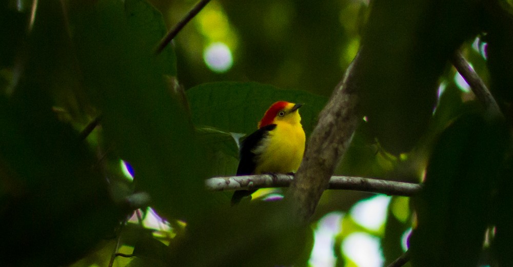 Wire-tailed Manakin - Andrey Paredes