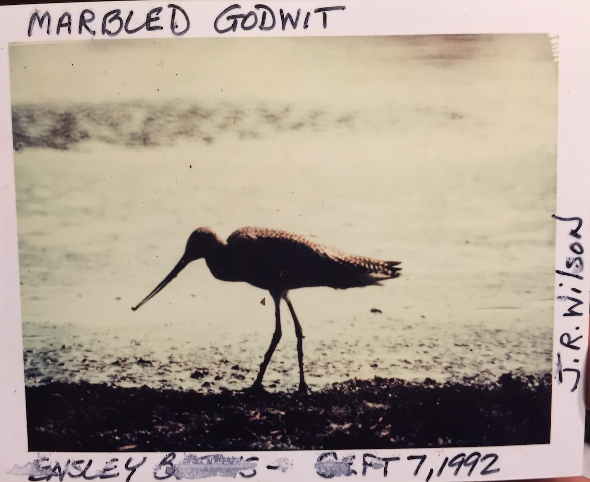 Marbled Godwit - Jeff R. Wilson