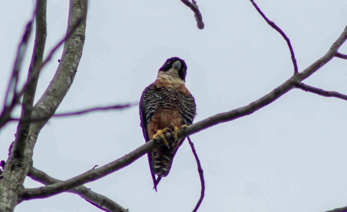 Orange-breasted Falcon - ML439735591