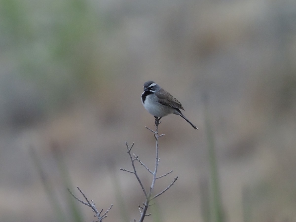 Black-throated Sparrow - ML439737491