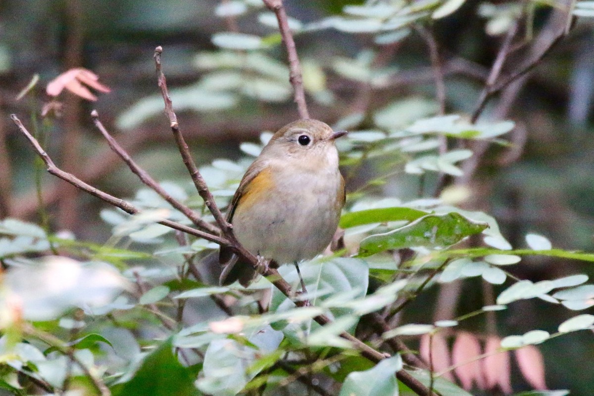 Red-flanked Bluetail - ML439739381