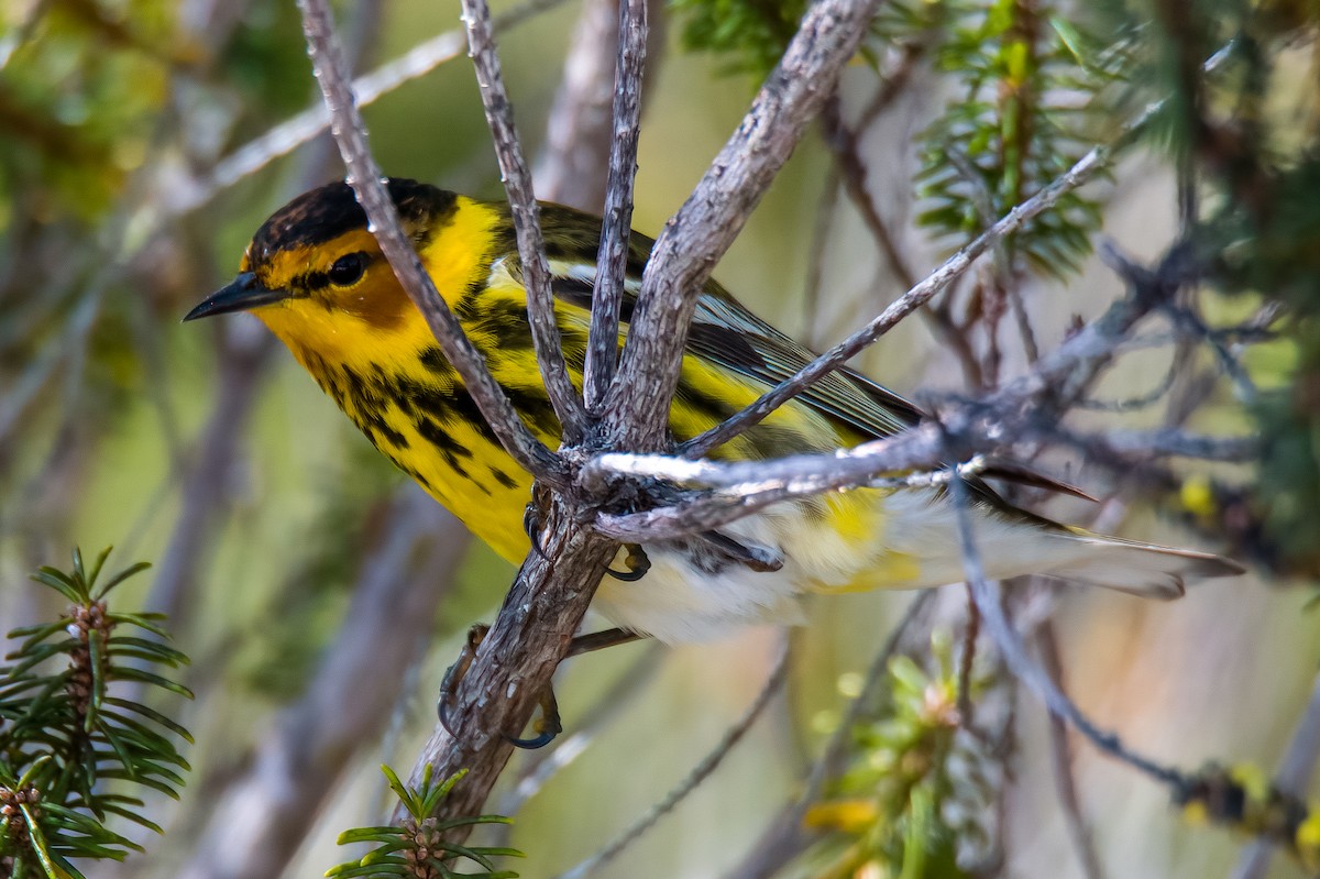Cape May Warbler - ML439748781