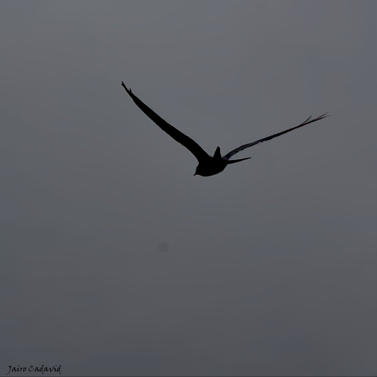 Swallow-tailed Kite - Jairo Cadavid