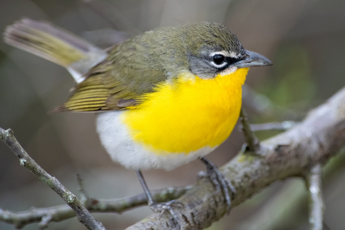 Yellow-breasted Chat - ML439750051