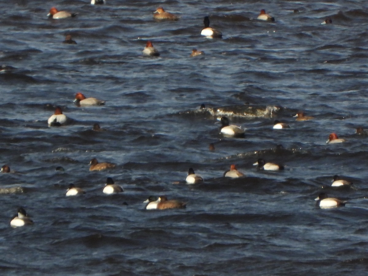 Greater Scaup - Amy B