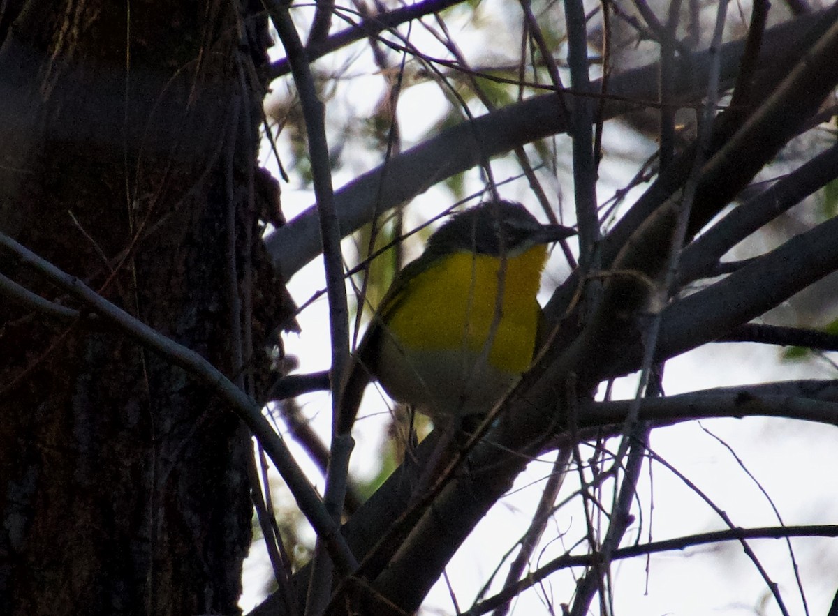 Yellow-breasted Chat - ML439750761