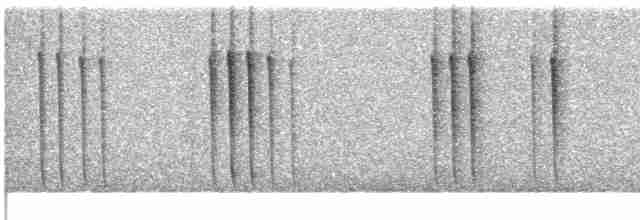 kalypta břitvochvostá - ML439751101